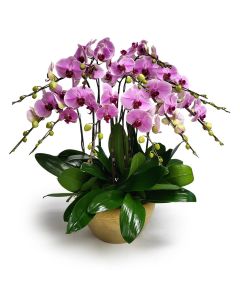 Opulent Pink Orchids